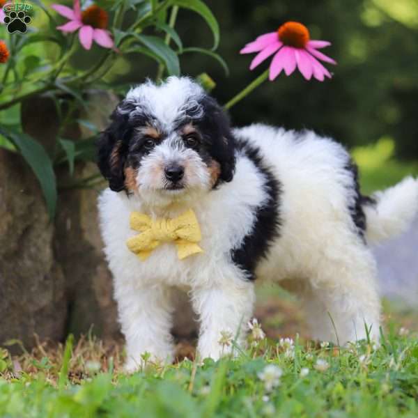 Tundra, Mini Bernedoodle Puppy